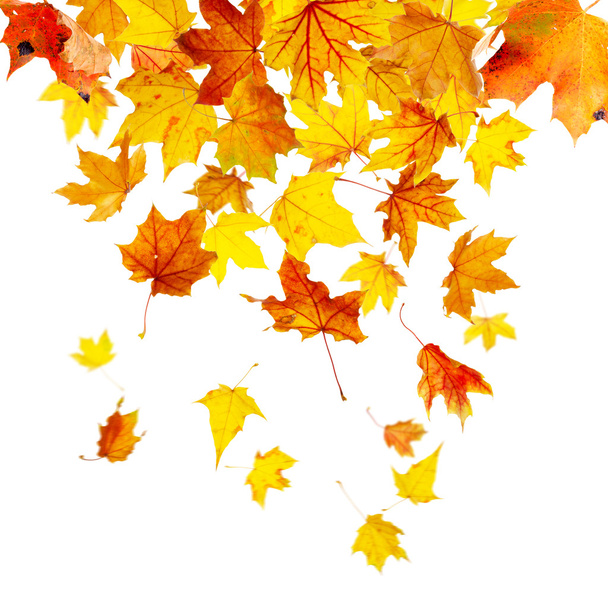 Padající podzimní listy - Fotografie, Obrázek