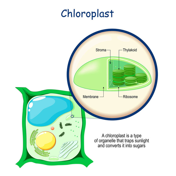 Kloroplaszt anatómia. Növényi sejt szerkezete. A fotoszintézist levélben végző organellák keresztmetszete. Zárjuk le a kloroplasztikát. Oktatási vektorplakát - Vektor, kép