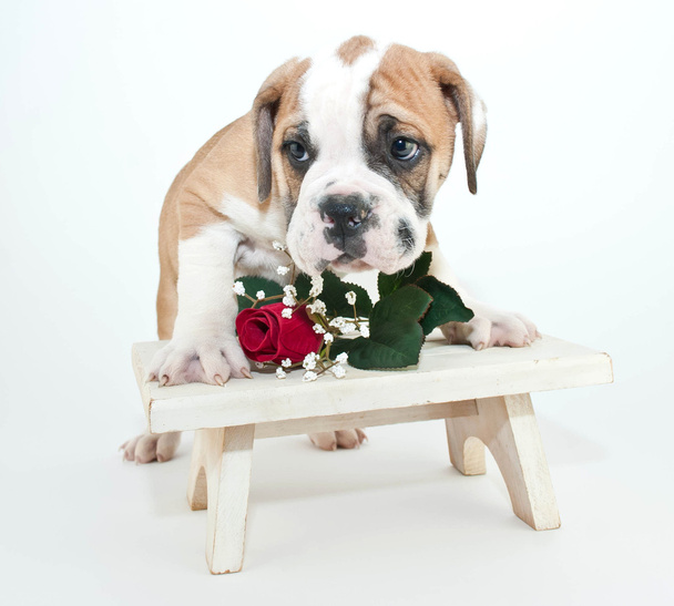 Cucciolo di Bulldog Bashful
 - Foto, immagini