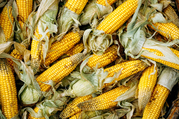 Reifer Mais in einem Weidenkorb - Foto, Bild