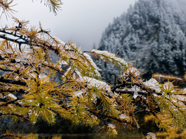 Funkelnder Schnee auf Ästen von Kiefern - Foto, Bild