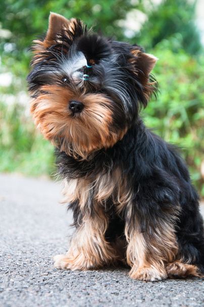 Young yorkshire terrier on the grass - Photo, Image