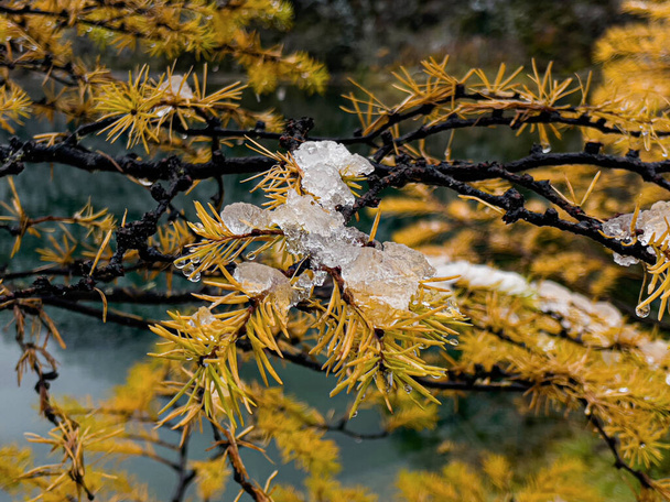 Jiskřivý sníh na větvích borovic - Fotografie, Obrázek