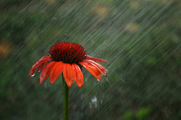 chuva na flor
 - Foto, Imagem