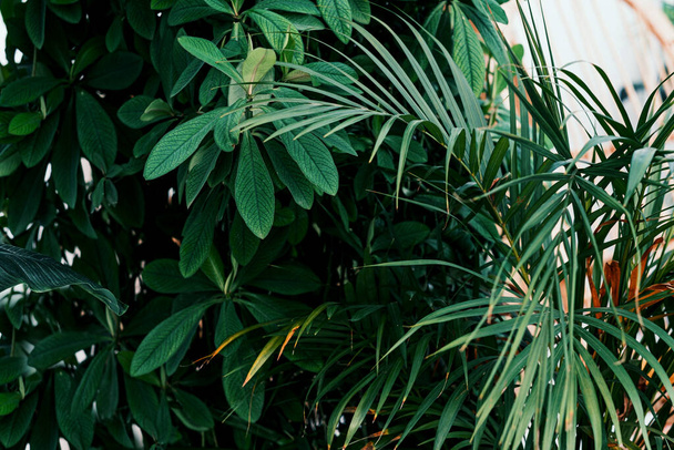 Schefflera Arboricola plant (paraplu plant) en palm Chrysalidocarpus (Dypsis lutescens) thuis. Home planten zorg concept. Het concept van minimalisme en schandaal stijl, tuinkamer. - Foto, afbeelding