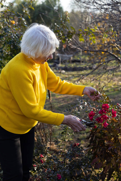 Een aantrekkelijke grijsharige 85-jarige vrouw in een gele trui snijdt rozen in de tuin. Herfst snoeien van planten. - Foto, afbeelding