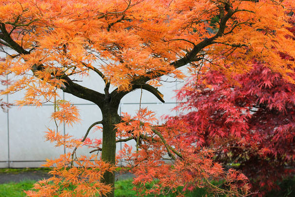Prachtige Japanse botanische tuin in de herfst, esdoorn boom Acer palmatum felrood oranje blad. Prachtig landschap. De wisselende seizoenen van een jaar. Najaarspark met vertakte bomen, gras buiten - Foto, afbeelding