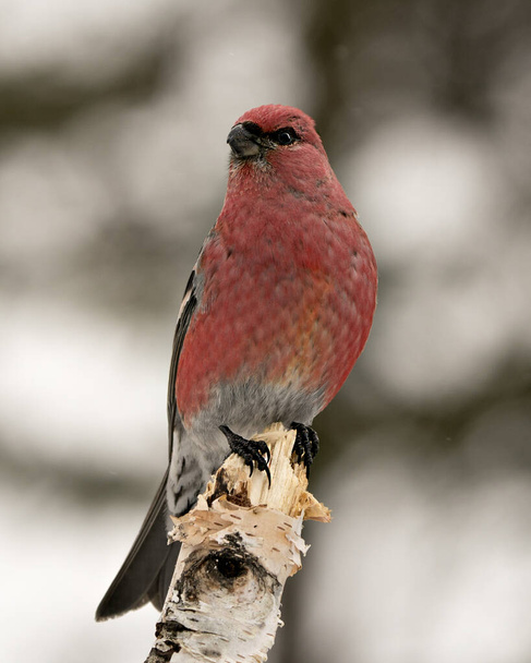 Pine Grosbeak close-up profile view, perched  with a blur background in its environment and habitat displaying red feather plumage. Image. Picture. Portrait. Pine Grosbeak Stock Photo. - Fotoğraf, Görsel