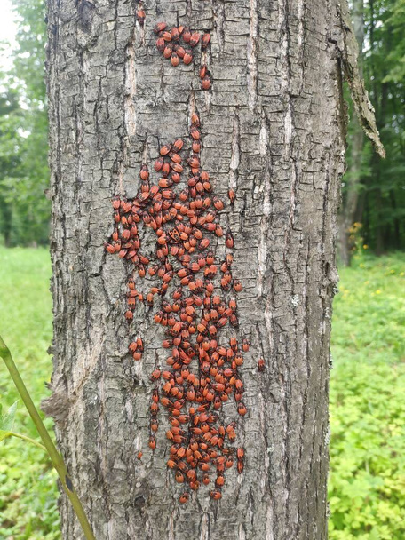 Insecto soldado, insecto rojo sin alas, insecto cabra, insecto rojo. muchos escarabajos rojos en el tronco de un árbol. Pyrrhocoris apterus. Los bichos de fuego en un jardín - Foto, Imagen