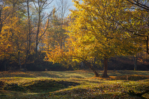 tree in golden fall foliage on the meadow. beautiful nature scenenry in morning light - Фото, изображение