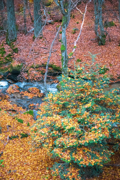 Autumn forest - the stream flows among the beech trees - Foto, afbeelding