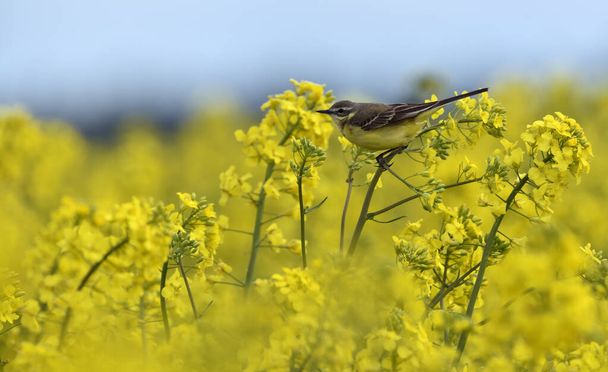 yellow wagtail sitting on a flowering oilseed rape - Photo, Image