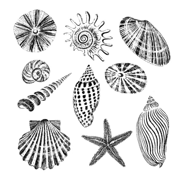 Set of seashells. Black ink brush texture. - Photo, Image