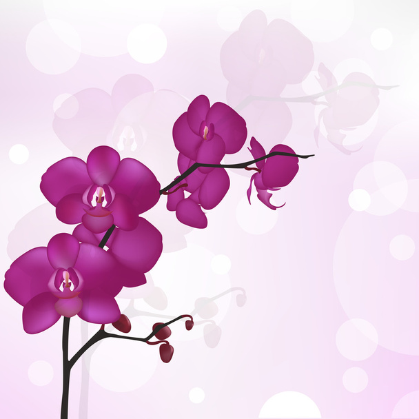 Purple Orchid - Διάνυσμα, εικόνα