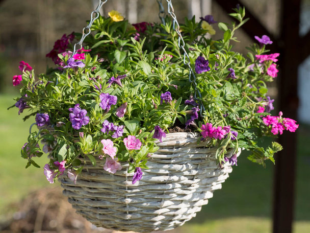 White wicker basket, flower pot with colorful Petunia, Lobelia and geranium flowers hanging from wooden pergola in the summer garden - Photo, Image