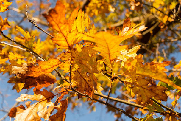 2021年10月14日リヒテンシュタイン州シャーン枝に紅葉の秋の風景 - 写真・画像