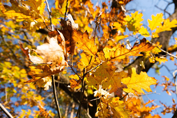 Schaan, Liechtenstein, 14 października 2021 Jesienne krajobrazy z kolorowymi liśćmi na gałęzi - Zdjęcie, obraz