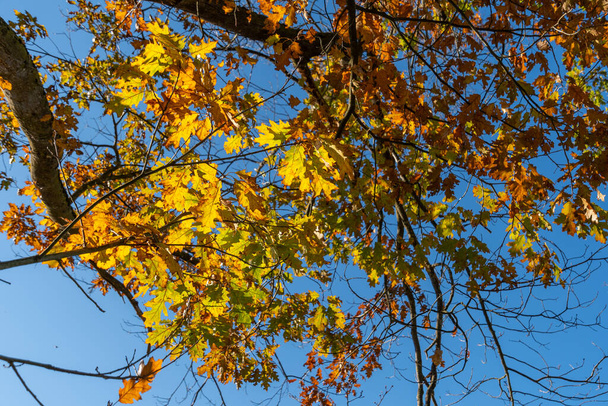 Schaan, Lichtenštejnsko, 14. října 2021 Podzimní scenérie s barevnými listy na větvi - Fotografie, Obrázek