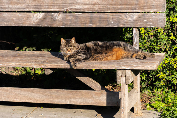 Schaan, Liechtenstein, 14 Octobre, 2021 Charmant chat prend un bain de soleil sur un banc - Photo, image
