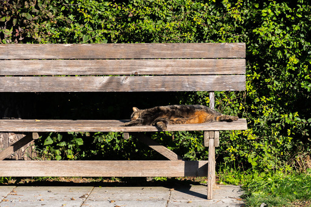 Schaan, Lichtenštejnsko, 14. října 2021 Krásná kočka se opaluje na lavičce - Fotografie, Obrázek