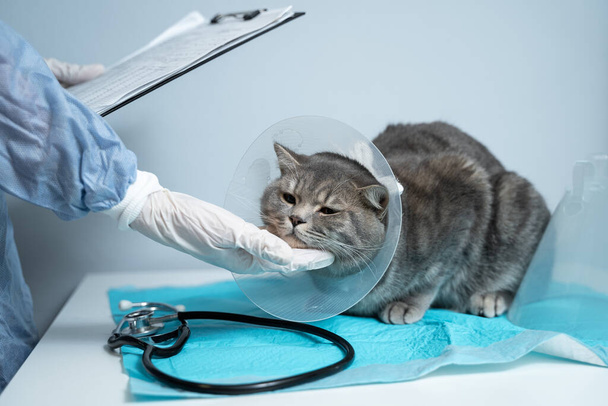 Tema veterinario y de medicina para mascotas. Un médico irreconocible examina a un gato heterosexual escocés gris con un collar protector después de una operación en una mesa en una clínica de salud animal. - Foto, imagen