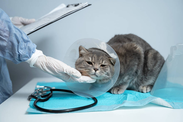 Scottish Straight cat in medical collar na egzaminie lekarskim w klinice dla zwierząt. Opieka zdrowotna. Koncepcja opieki nad zwierzętami domowymi, weterynaryjne, zdrowe zwierzęta. Kot z kołnierzem Vet Elizabeth na stole do badań weterynaryjnych. - Zdjęcie, obraz