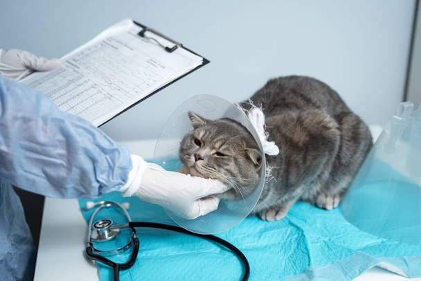 Tema veterinario y de medicina para mascotas. Un médico irreconocible examina a un gato heterosexual escocés gris con un collar protector después de una operación en una mesa en una clínica de salud animal. - Foto, imagen