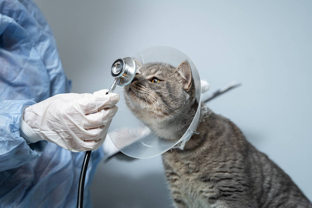 Close-up van de kat met een Elizabethaanse veterinaire halsband op tafel voor veterinair onderzoek. Vrouwelijke arts in medisch uniform met witte handschoenen onderzoekt kat. Dierenverzorging concept, veterinaire, gezonde dieren. - Foto, afbeelding