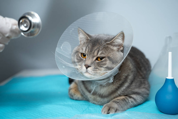 Veterinary and medicine theme for pets. An unrecognizable doctor examines a gray Scottish Straight cat wearing a protective collar after an operation on a table in an animal healthcare clinic. - Foto, Bild
