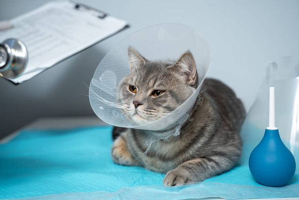 Veterinary and medicine theme for pets. An unrecognizable doctor examines a gray Scottish Straight cat wearing a protective collar after an operation on a table in an animal healthcare clinic. - Fotó, kép