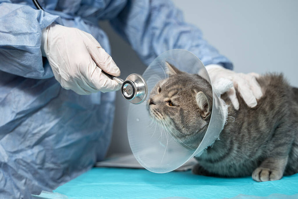 Detailní záběr kočky s alžbětinským veterinárním obojkem na vyšetřovacím stole. Lékařka v lékařské uniformě s bílými rukavicemi vyšetřuje kočku. Péče o zvířata, veterinární, zdravá zvířata. - Fotografie, Obrázek