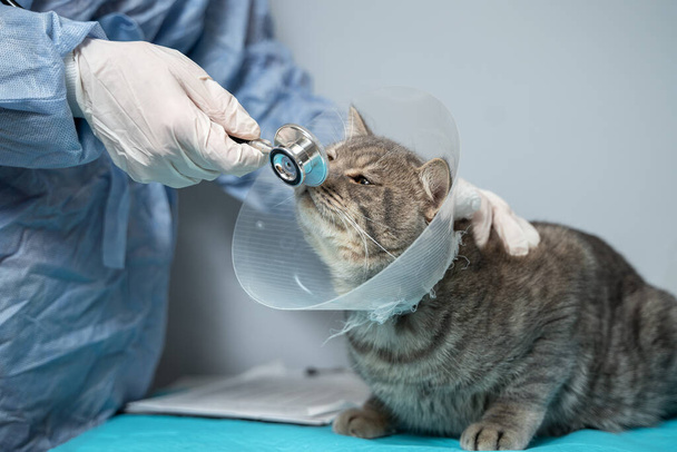 Scottish Straight gato en collar médico en el examen por el médico en la clínica de animales. Cuidado de mascotas. Concepto de cuidado de mascotas, veterinaria, animales sanos. Gato con cuello isabelino veterinario en mesa de examen veterinario. - Foto, imagen