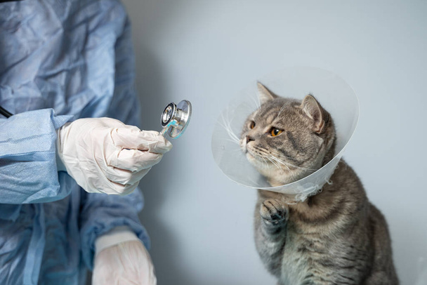 Veterinary and medicine theme for pets. An unrecognizable doctor examines a gray Scottish Straight cat wearing a protective collar after an operation on a table in an animal healthcare clinic. - Photo, Image