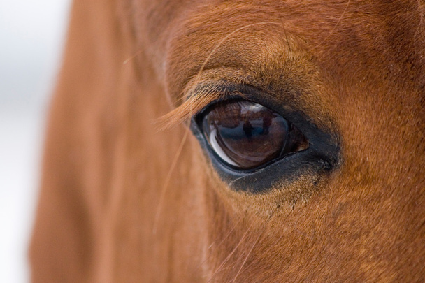 Horse eye - Zdjęcie, obraz