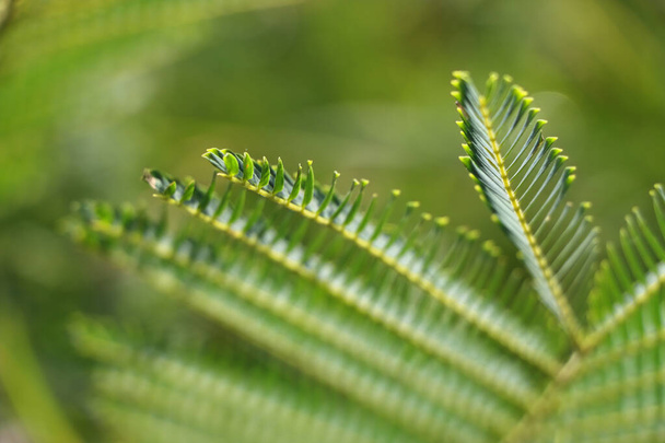 A closeup shot of a plant on a blurred background in the Himalaya - Foto, afbeelding