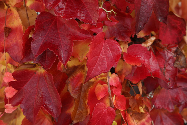 Όμορφα φύλλα στα δέντρα την φθινοπωρινή περίοδο - Φωτογραφία, εικόνα