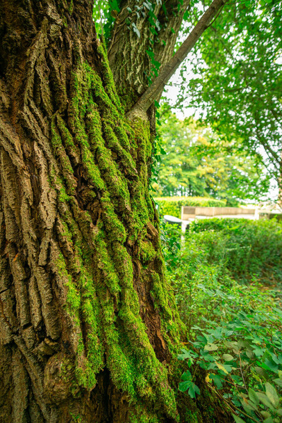 Green mossy tree trunk in the forest - 写真・画像