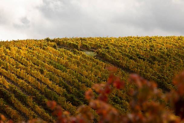 Rows of vineyards, in autumnal colors, in the countryside of Tarazona, near the small town of Vera, Aragon, Spain - Photo, Image