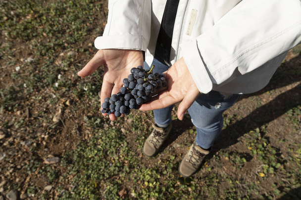 A woman shows, holding on her hands, a bunch of grapes from the vineyards near Vera, Tarazona, Spain - Photo, Image