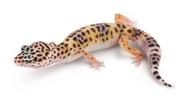 Gecko léopard ou Eublepharis macularius isolé sur fond blanc avec chemin de coupe et pleine profondeur de champ - Photo, image