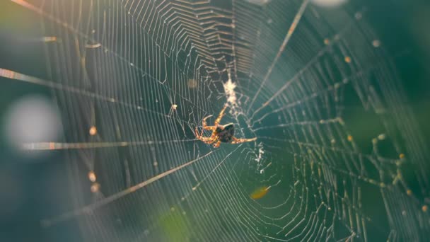Grote giftige spin close-up in een web verlicht door zonlicht. - Video
