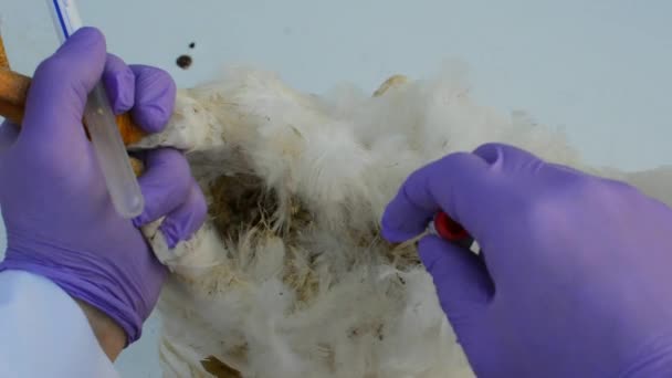 Próbka wymazu z kloaki pobrana od kurcząt domowych przez lekarza weterynarii - Materiał filmowy, wideo