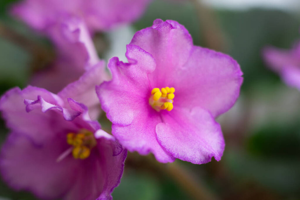 Macro photo of african violet flower saintpaulia  with wavy petals in pink colors. Fragile house plant flowers - 写真・画像