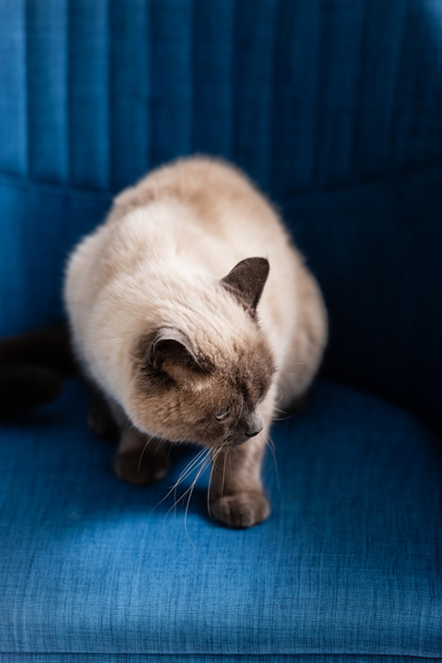 Evdeki mavi koltukta oturan tüylü kedinin yüksek açılı görüntüsü - Fotoğraf, Görsel