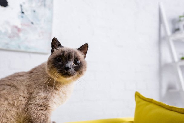 fluffy cat looking away at home in living room - Fotoğraf, Görsel