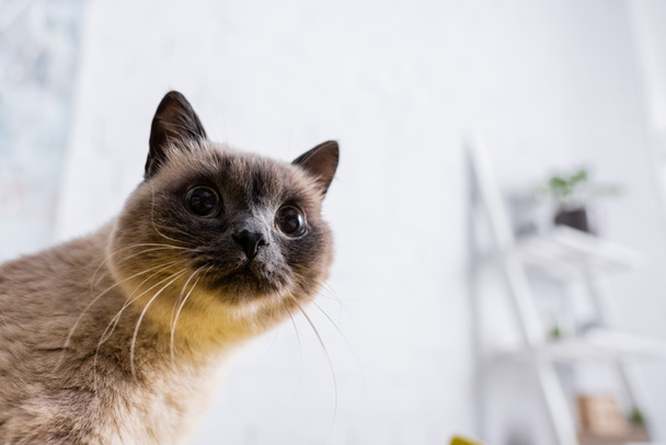 крупним планом вид пухнастої кішки дивиться вдома
 - Фото, зображення