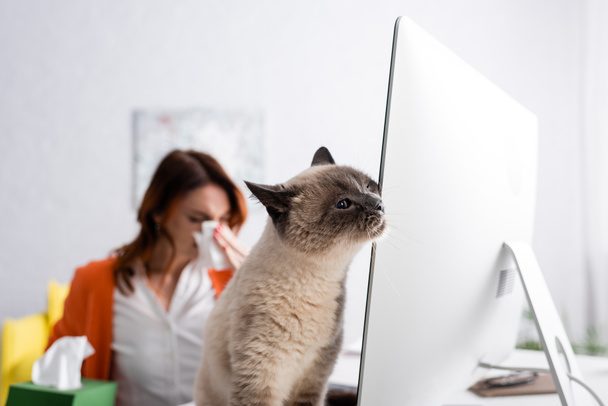 コンピューターモニターの近くのふわふわ猫とアレルギーを患っているぼやけた女性の選択的な焦点 - 写真・画像