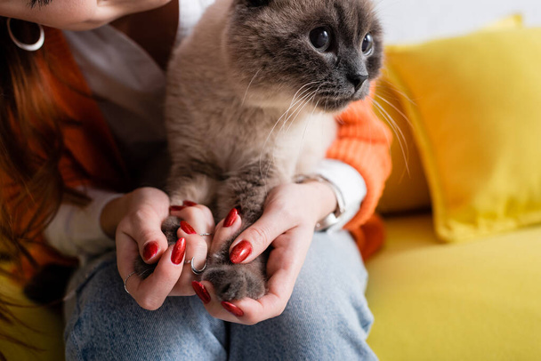 close up view of fluffy cat in hands of cropped blurred woman at home - Φωτογραφία, εικόνα