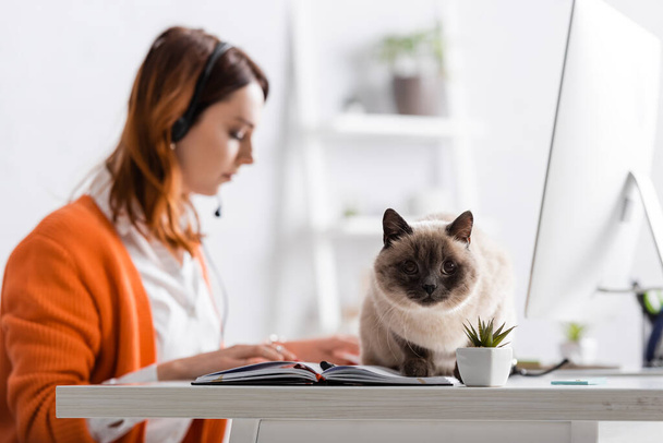 selective focus of cat sitting on desk near blurred woman working at home on blurred background - Photo, image