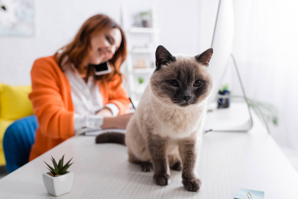 selective focus of fluffy cat sitting on work desk near blurred freelancer talking on mobile phone - 写真・画像